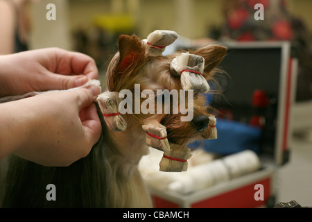 Toelettatura. groomer con un Yorkshire Terrier Foto Stock