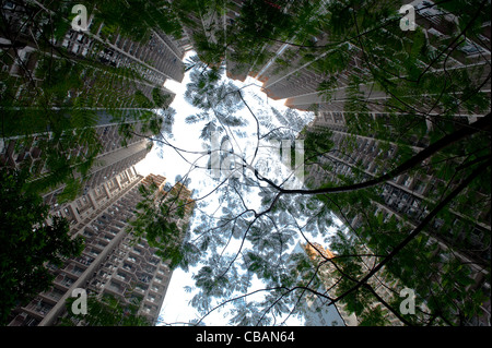 Basso angolo di visione su alti edifici di appartamenti e di alberi di Hong Kong, Mong Kok Foto Stock