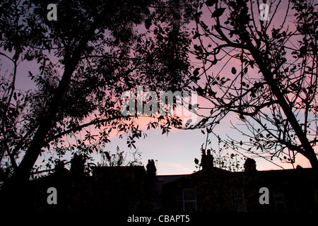 Crepuscolo, Crepuscolo. Back lit alberi e case con una bella rosa e azzurro del cielo. Foto Stock