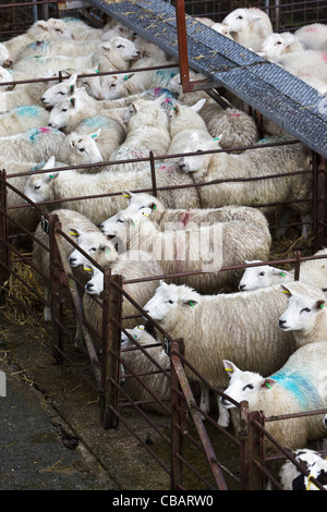 Il Gallese le pecore e gli agnelli in penne in attesa di essere venduto a Dolgellau asta di bestiame Foto Stock