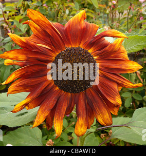 Fiery rosso arancio e giallo fiore di girasole Helianthus annuus Foto Stock
