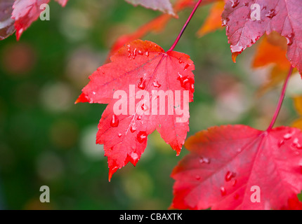 Aceri rossi che mostra colore rosso brillante colore di autunno con le goccioline di acqua contro un fuori fuoco sfondo verde Foto Stock