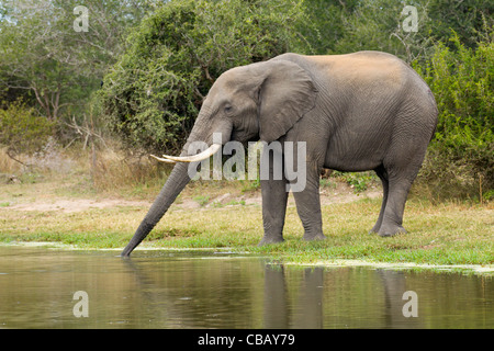 Elefante africano a bere (Loxodonta africana)