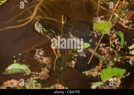 North American dipinto di tartaruga (Chryemys picta). Affiorante tra foglie cadute. Contrassegni di sovvertimento consentono di nascondere la sua presenza. Foto Stock