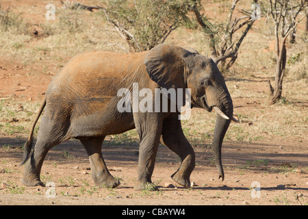 Elefante africano appena dopo un bagno di polvere Foto Stock