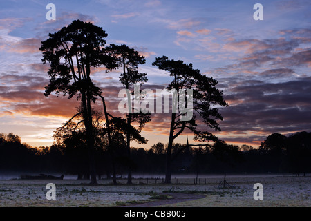 Vista distante all alba di un winteracross un campo con uno stand di pino silvestre alberi per la guglia della chiesa nella Down Ampney Foto Stock