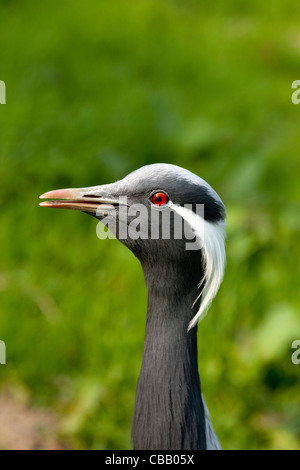 Demoiselle gru (Anthropoides virgo). Ansiosi, interessati. Adulto. Ritratto. Foto Stock