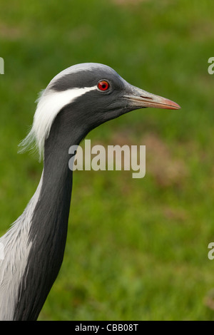 Demoiselle gru (Anthropoides virgo). Ansiosi, interessati. Adulto. Ritratto. Foto Stock