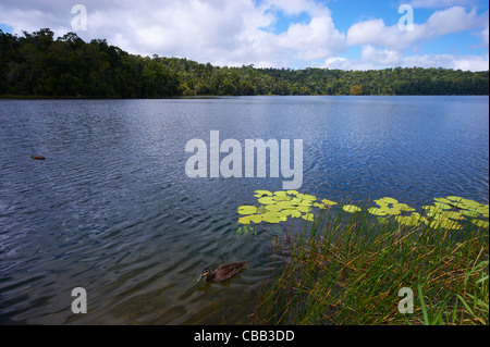 Lago di Kuranda Barrine North Queensland Foto Stock