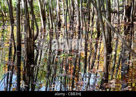 Il lago di spartiacque Massabesic durante i mesi di autunno in Auburn, New Hampshire USA Foto Stock