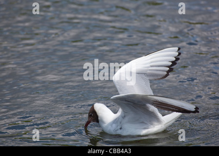 A testa nera Gull Larus ridibundus riproduzione estiva piumaggio. Nota Puntali neri di volo primari piume. Foto Stock