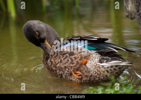 Northern mestolone (Anas clypeata). Drake, o maschio, in eclipse piumaggio, preening. Foto Stock