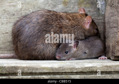 Marrone (Ratto Rattus norvegicus). Adulto e quasi svezzati giovani. Foto Stock