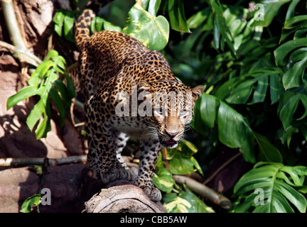 Leopard (Panthera pardus) stalking preda Foto Stock