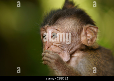 Baby Macachi mangiatori di granchi (Macaca fascicularis) monkey Foto Stock