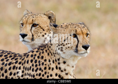 I fratelli africani che mostra vi coalizione in Sud Africa Foto Stock