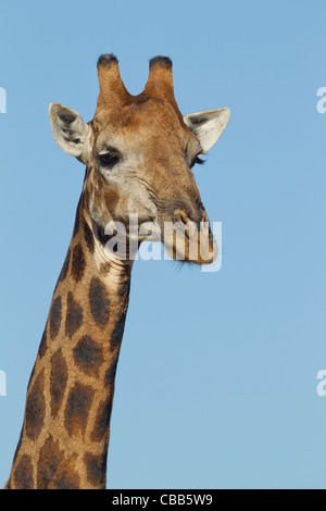 Giraffa maschio (Giraffa camelopardalis). La bellezza africana. Foto Stock