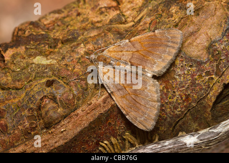 Tappeto di pino (Thera firmata) Foto Stock