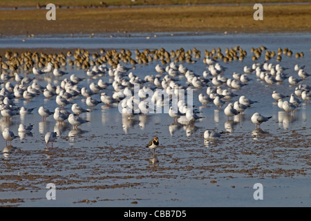 Pavoncella con testa nera i gabbiani e golden plovers autunno Foto Stock