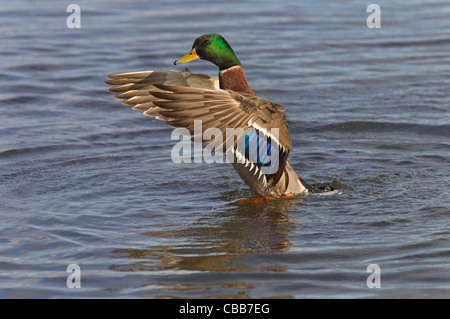 Il Germano Reale maschio o drake ano platyrhyncha sbattere le ali Foto Stock