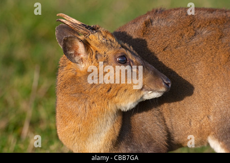 Muntjac maschio Deer muntiacus reevesi foraging sotto gli alberi in bosco Foto Stock