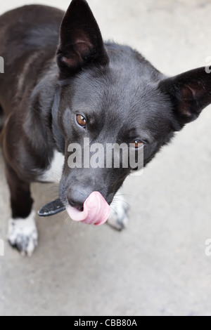 Questa è una giovane Kelpie, che solitamente è di colore nero. Foto Stock