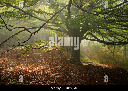 Europea di faggio (Fagus sylvatica) Foto Stock