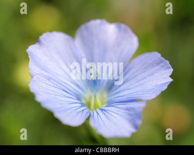 Close-up da Linum, lino / Lein Foto Stock