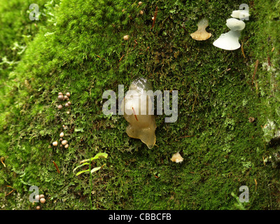 Gelatina dentata fungo, gelatina di bianco di funghi, falso fungo hedgehog / Pseudohydnum gelatinosum / Eispilze Foto Stock