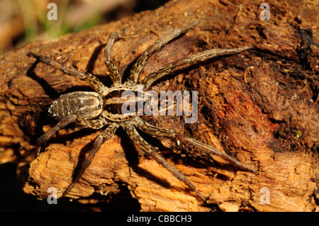 Lupo europeo Spider o falsa Tarantola (Hogna radiata)