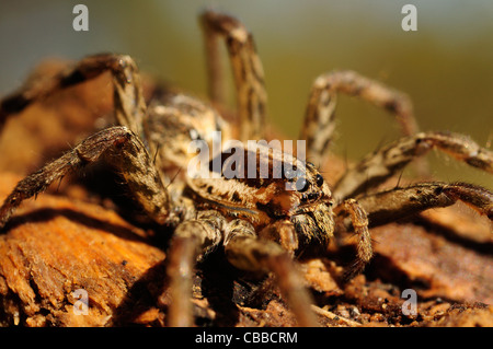 Lupo europeo Spider o falsa Tarantola (Hogna radiata)