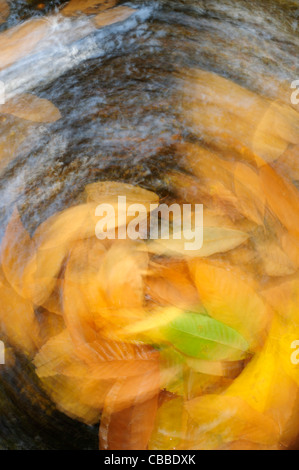 Caduto foglie di castagno su una vasca idromassaggio Foto Stock