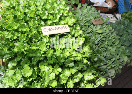 Sedano rapa fresco su un mercato in stallo al sole con segno handwriiten Foto Stock