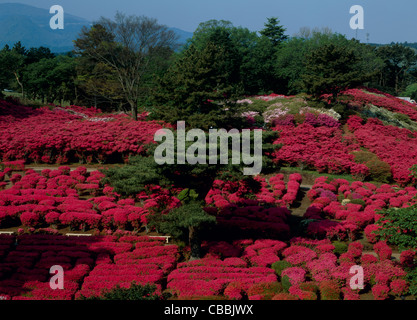 Azalea a Komuroyama Park, Ito, Shizuoka, Giappone Foto Stock