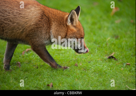 Un urbano red fox leccare le sue labbra e rovistando su un giardino prato all'inizio dell'inverno a Londra, Inghilterra, Regno Unito Foto Stock