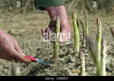 Un agricoltore raccolto il suo raccolto di asparagi organico. Foto di James Boardman. Foto Stock