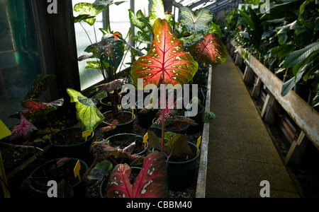 Giardino di Auteuil serre, vegetazione serre tropicali,la luminosità. Foto Stock