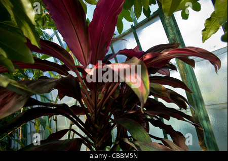 Giardino di Auteuil serre, vegetazione serre tropicali, Viola. Foto Stock