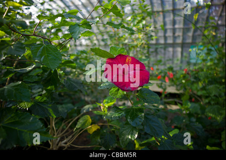 Giardino di Auteuil serre, vegetazione serre tropicali,Hibiscus. Foto Stock