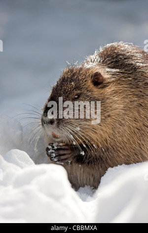 Nutria in inverno (Myocastor coypus) Foto Stock