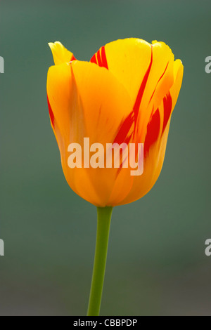 Tulipa 'Fiamma Olimpica' Foto Stock