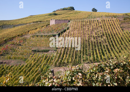 Vigneti in collina appena dopo il raccolto nel villaggio di Riquewihr nella regione francese dell'Alsazia. Foto Stock