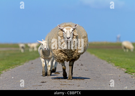 Ovini domestici su un modo (Ovis aries) Foto Stock