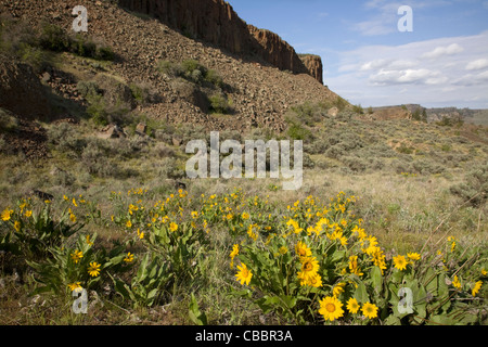 WA04157-00...WASHINGTON - Arrowleaf balsamroot blooming alla base di Steamboat rock in Steamboat Rock State Park. Foto Stock