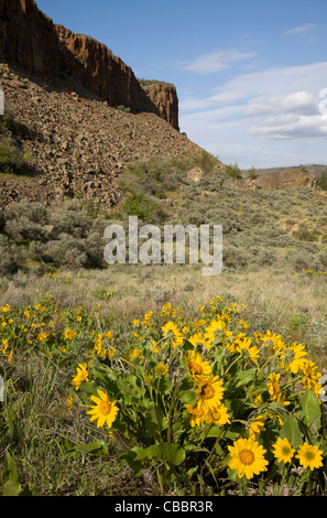 WASHINGTON - Arrowleaf balsamroot blooming alla base di Steamboat rock in Steamboat Rock State Park. Foto Stock