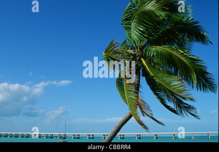 Foglie di palmo battenti nel vento di fronte al famoso sette miglia a ponte della Overseas Highway US 1 che collega Key Largo a Key West Foto Stock