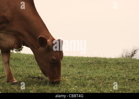 Il Peak District Jersey mucca Foto Stock