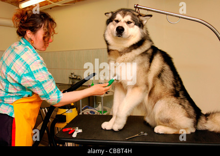 Toelettatura. groomer con un Alaskan Malamute Foto Stock