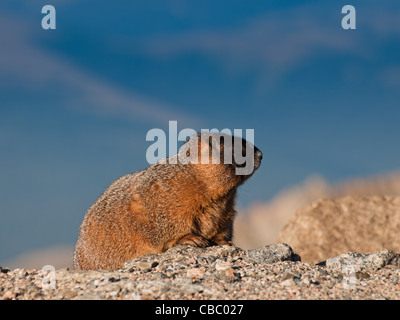 Marmotta di ventre giallo sul Monte Evans, Colorado. Foto Stock