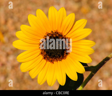 Massimiliano Girasole Foto Stock